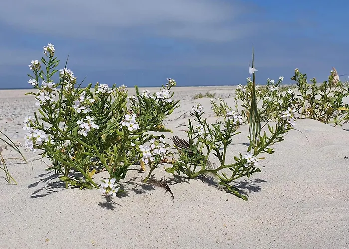 別荘 Family-friendly Haven With Pool - By Traum ヘンネ・ストランド